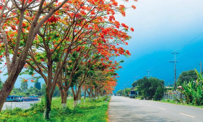 Hình ảnh tuyệt vời về vẻ đẹp của hoa phượng vĩ đỏ thắm