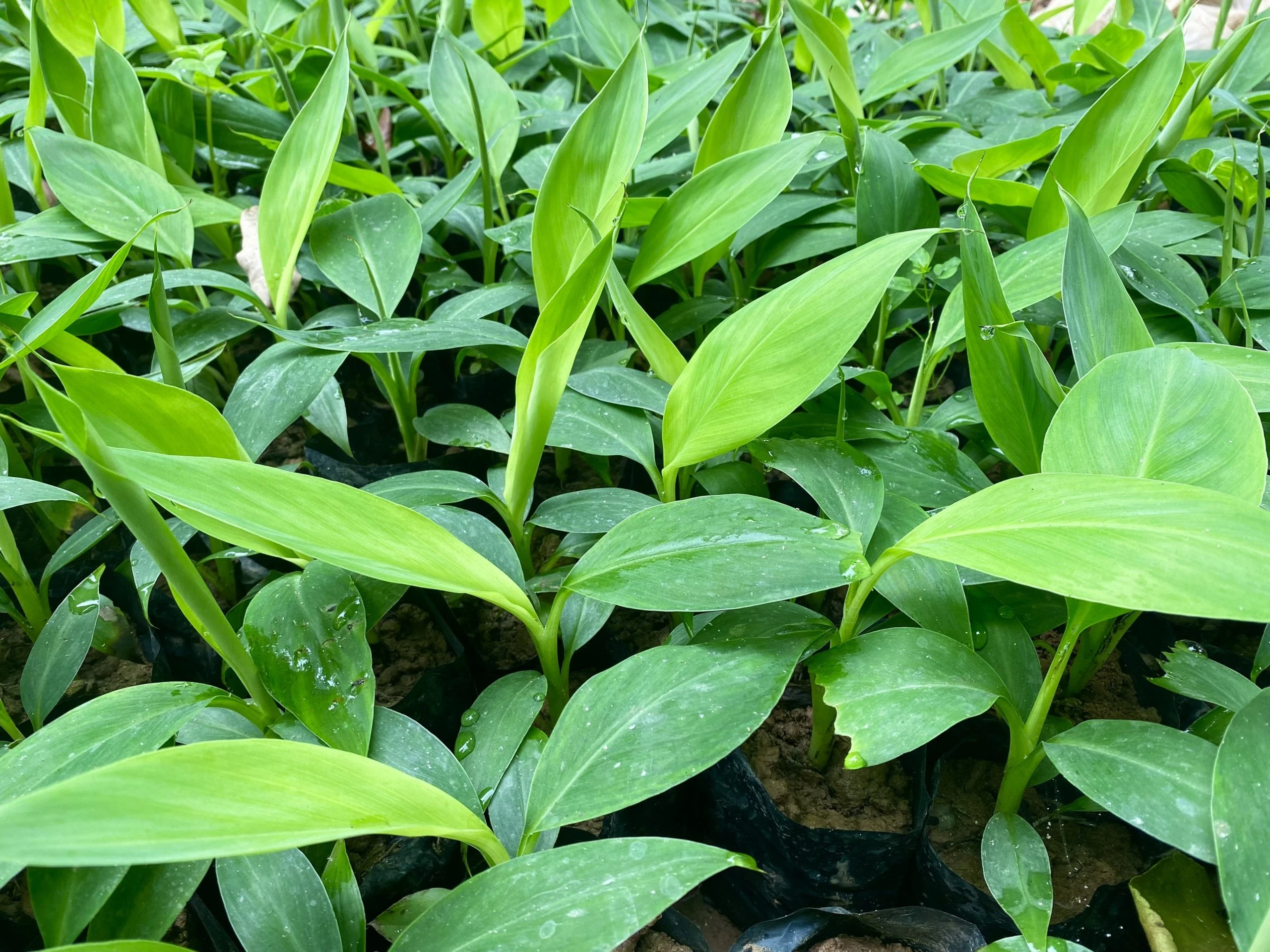 Cây Chuối Tiêu: Hình Ảnh, Đặc Điểm Và Kỹ Thuật Trồng