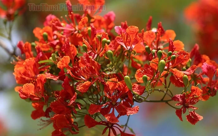 Hình ảnh cây phượng giữa mùa hè rực rỡ