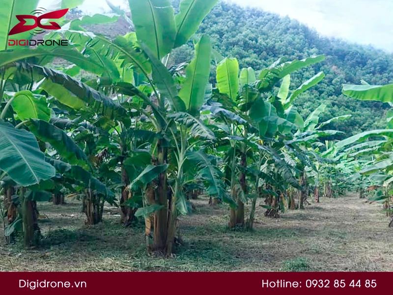Hình Ảnh Độc Đáo Cây Chuối Tiêu Trong Thiên Nhiên