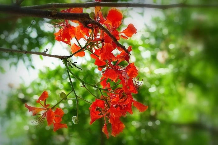 Hình ảnh tuyệt vời về vẻ đẹp của hoa phượng vĩ đỏ thắm