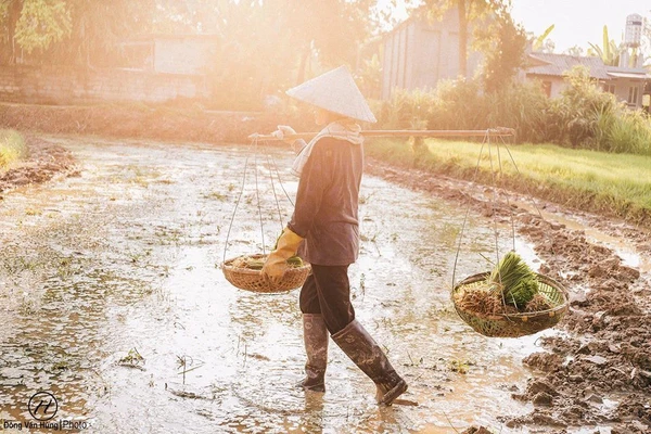 +100 Hình Ảnh Cha Mẹ Vất Vả Ý Nghĩa, Cảm Động Rơi Nước Mắt