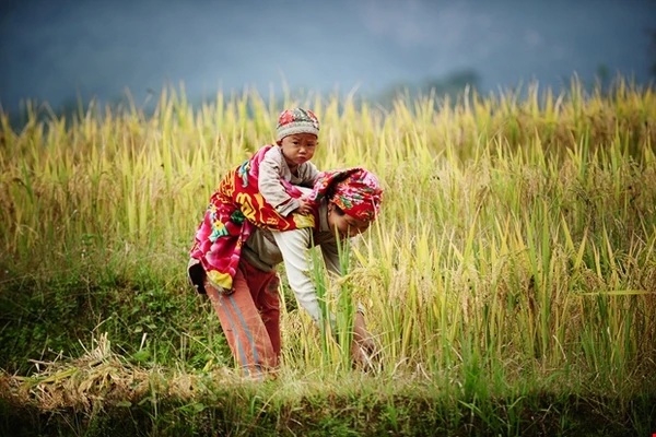 +100 Hình Ảnh Cha Mẹ Vất Vả Ý Nghĩa, Cảm Động Rơi Nước Mắt