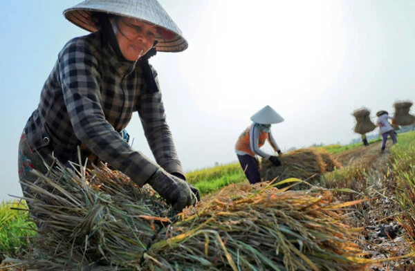 +100 Hình Ảnh Cha Mẹ Vất Vả Ý Nghĩa, Cảm Động Rơi Nước Mắt