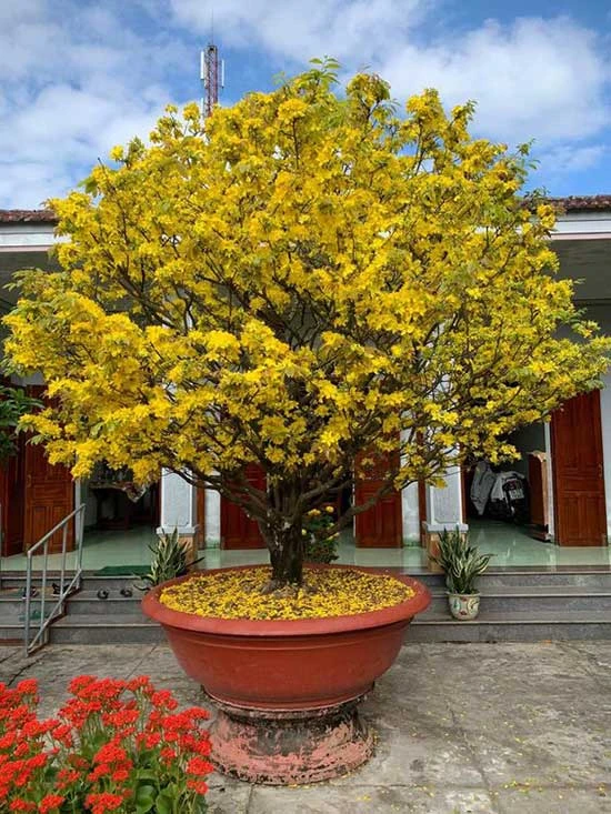 Điểm mặt 10 loại hoa đẹp nhất tại Việt Nam
